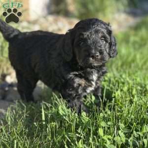 Strawberry, Mini Bernedoodle Puppy