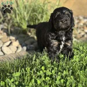 Strawberry, Mini Bernedoodle Puppy