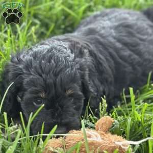 Strawberry, Mini Bernedoodle Puppy