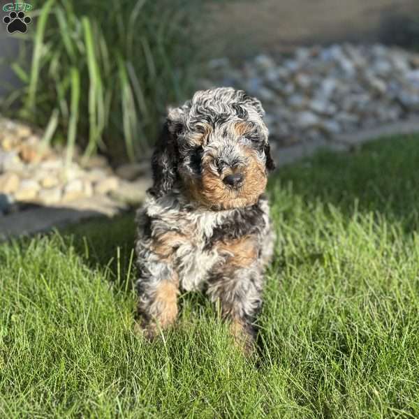 Superman, Mini Bernedoodle Puppy