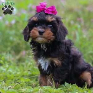 Sadie, Cavapoo Puppy