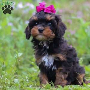 Sadie, Cavapoo Puppy