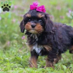 Sadie, Cavapoo Puppy