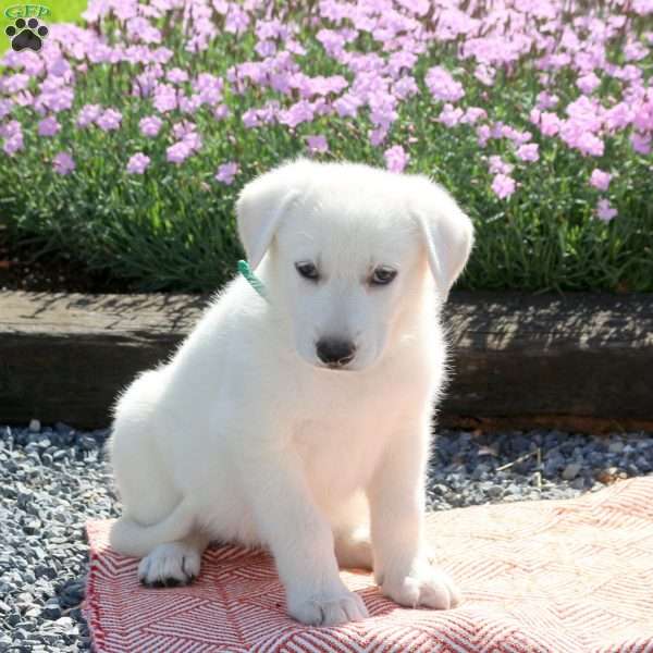 Sadie, German Shepherd Puppy