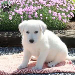 Sadie, German Shepherd Puppy