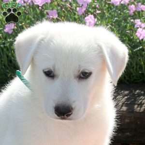 Sadie, German Shepherd Puppy