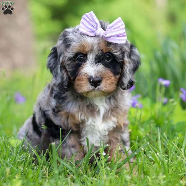 Sage, Cavapoo Puppy