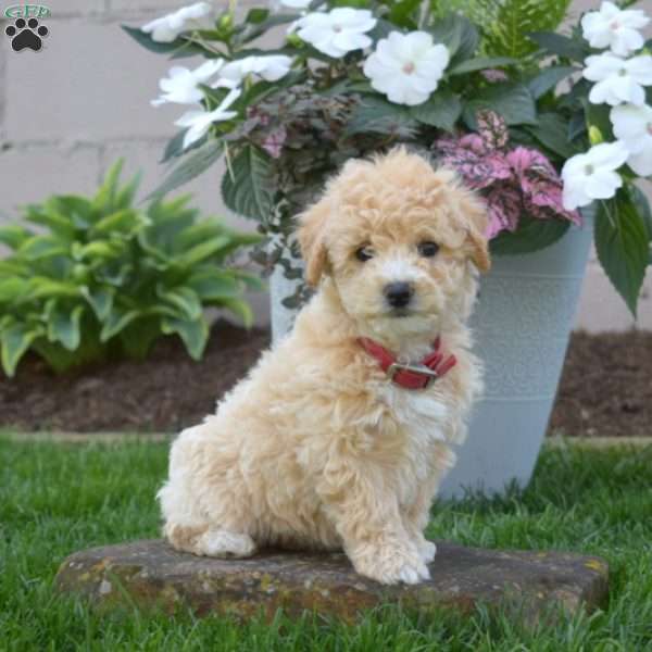 Sage, Bich-Poo Puppy