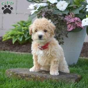 Sage, Bich-Poo Puppy