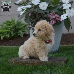 Sage, Bich-Poo Puppy
