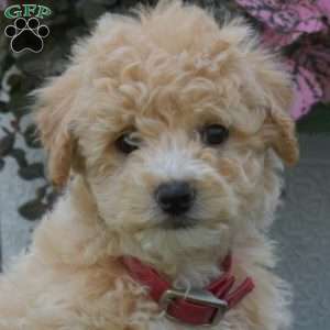 Sage, Bich-Poo Puppy