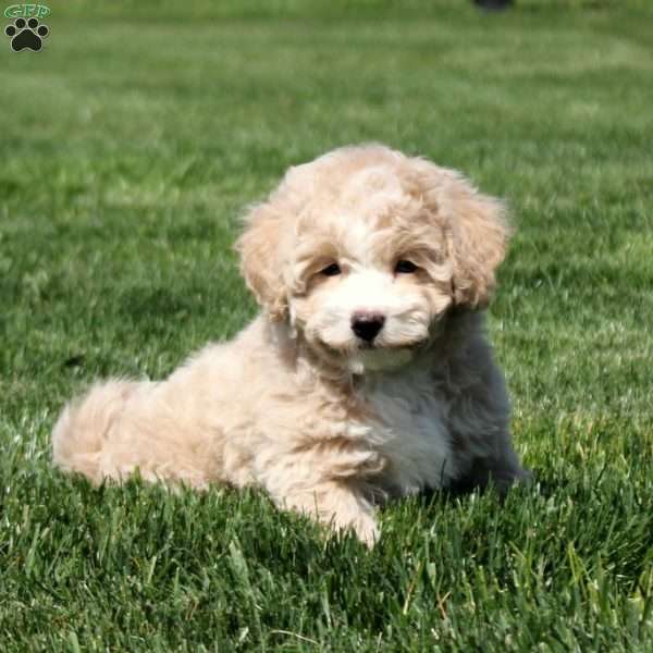 Sage, Bich-Poo Puppy