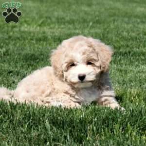 Sage, Bich-Poo Puppy