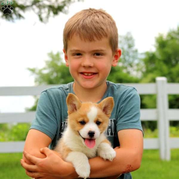 Sage, Pembroke Welsh Corgi Puppy