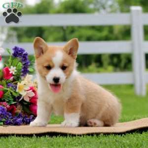 Sage, Pembroke Welsh Corgi Puppy