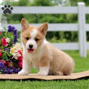 Sage, Pembroke Welsh Corgi Puppy