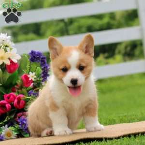 Sage, Pembroke Welsh Corgi Puppy