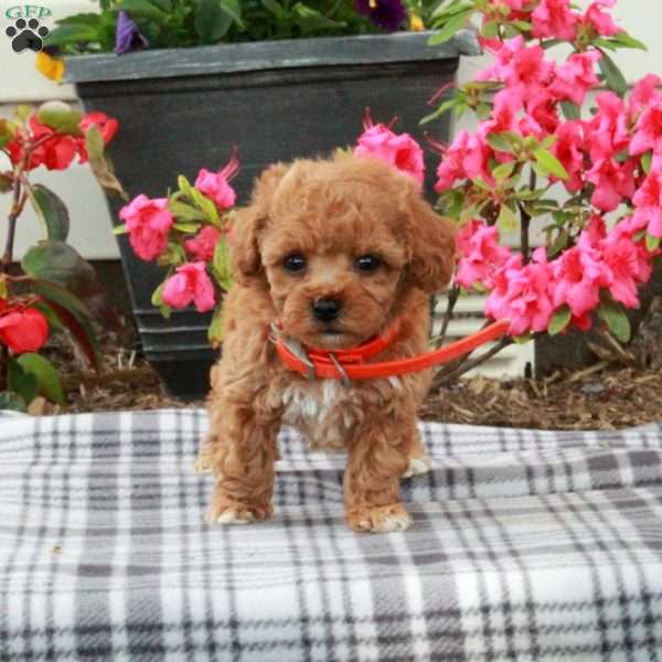 Sailor, Toy Poodle Puppy