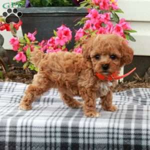 Sailor, Toy Poodle Puppy