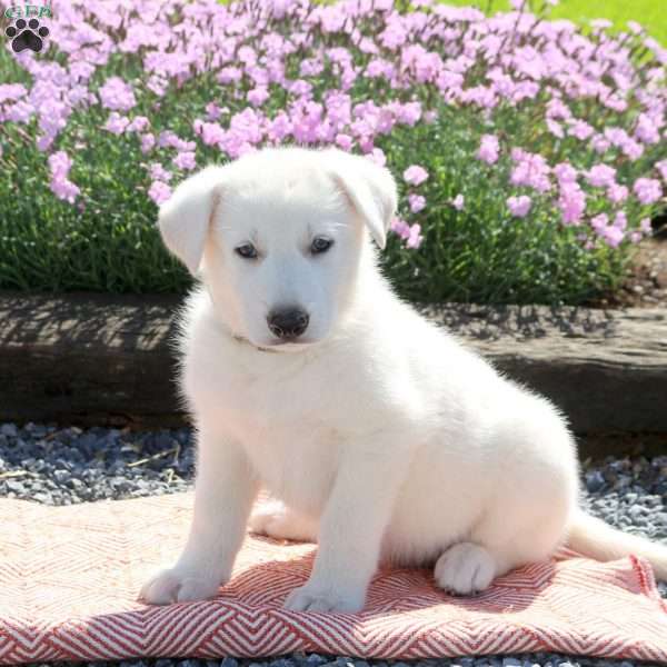 Saint, German Shepherd Puppy