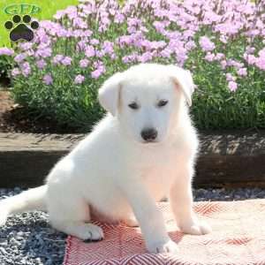 Saint, German Shepherd Puppy