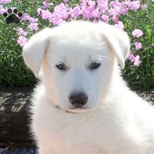 Saint, German Shepherd Puppy