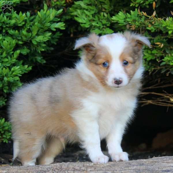 Sal, Sheltie Puppy