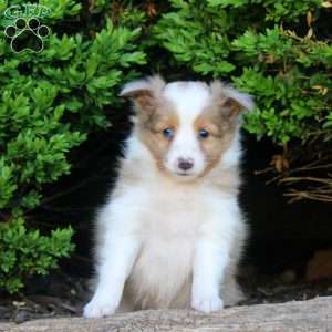 Sal, Sheltie Puppy