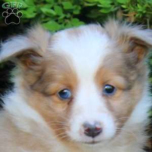 Sal, Sheltie Puppy