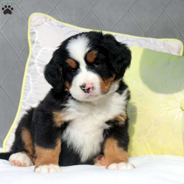 Samantha, Bernese Mountain Dog Puppy