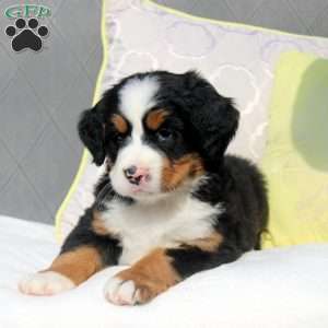 Samantha, Bernese Mountain Dog Puppy
