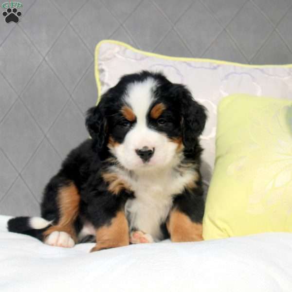 Sammy, Bernese Mountain Dog Puppy