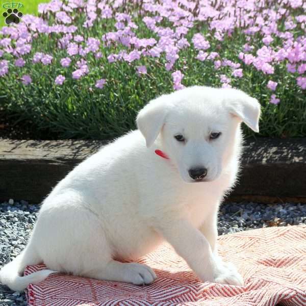 Sammy, German Shepherd Puppy