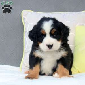 Sammy, Bernese Mountain Dog Puppy