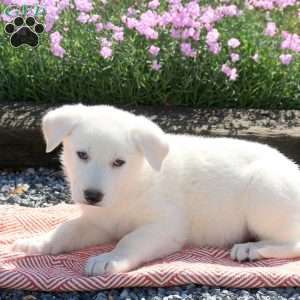 Sammy, German Shepherd Puppy