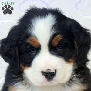 Sammy, Bernese Mountain Dog Puppy