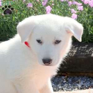Sammy, German Shepherd Puppy