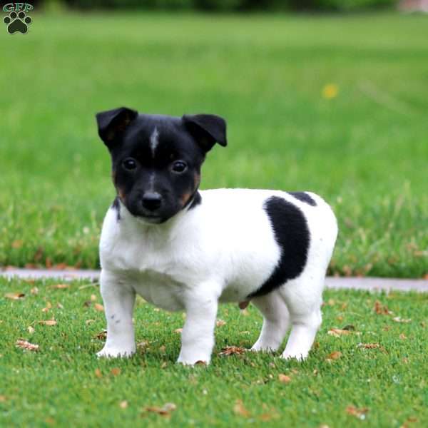 Sammy, Jack Russell Terrier Puppy