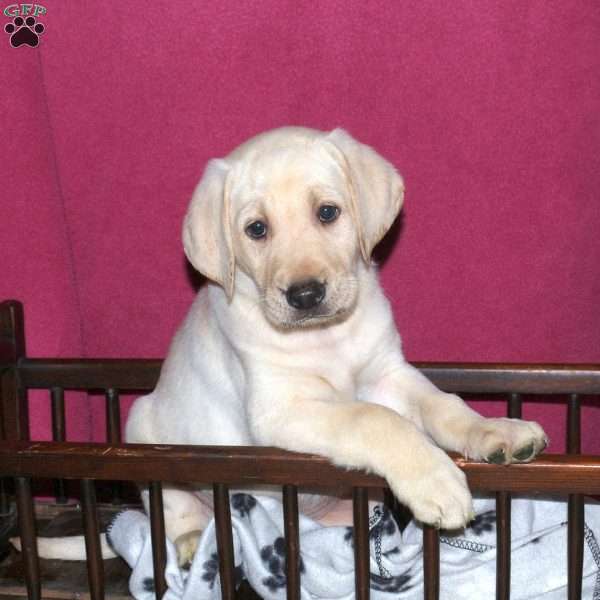 Samson, Yellow Labrador Retriever Puppy