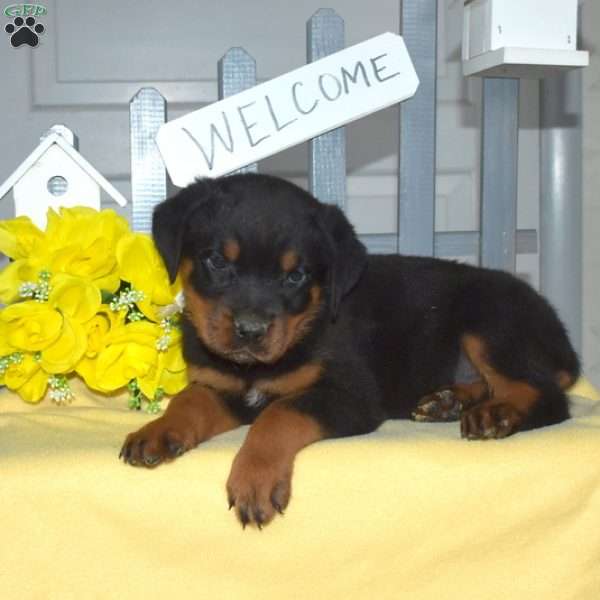 Samson, Rottweiler Puppy