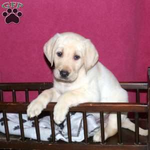 Samson, Yellow Labrador Retriever Puppy