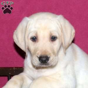 Samson, Yellow Labrador Retriever Puppy