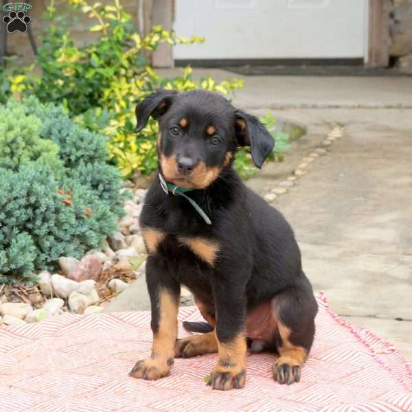 Sandy, English Shepherd Mix Puppy