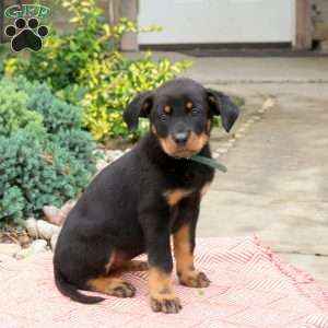 Sandy, English Shepherd Mix Puppy
