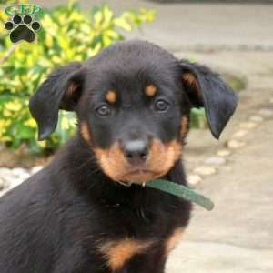 Sandy, English Shepherd Mix Puppy