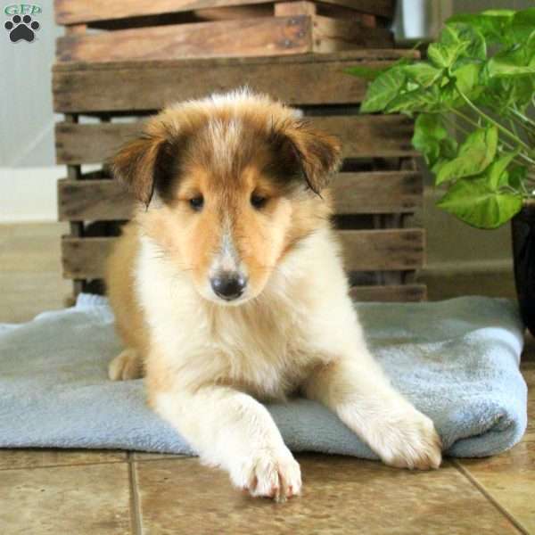 Saphira, Collie Puppy