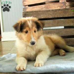 Saphira, Collie Puppy
