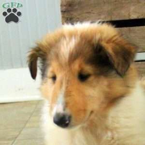 Saphira, Collie Puppy