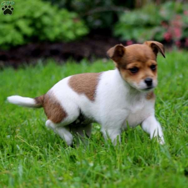 Sara, Fox Terrier Mix Puppy