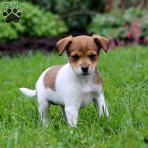 Sara, Fox Terrier Mix Puppy